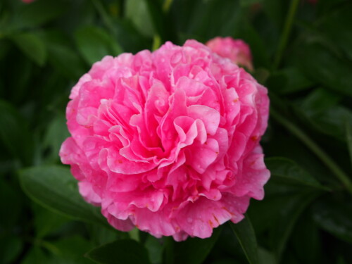 Carnation-Bouquet14c9666e37b2e55c2.jpg