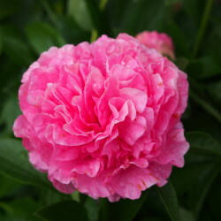 Carnation-Bouquet14c9666e37b2e55c2