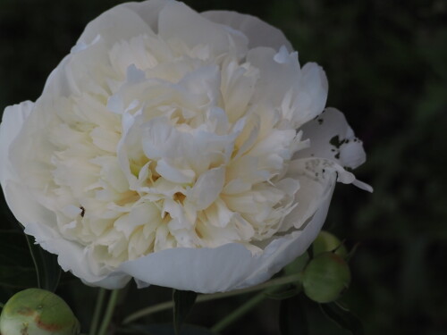 Duchesse-de-Nemours1527574a81d95248.jpg