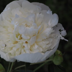 Duchesse-de-Nemours1527574a81d95248