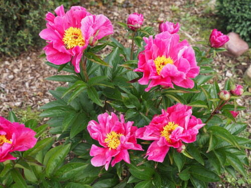 Magenta-Gem-3-2f0d858148b5ae418.jpg