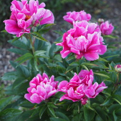 Magenta-Gem-49caba2ed26bfb60c