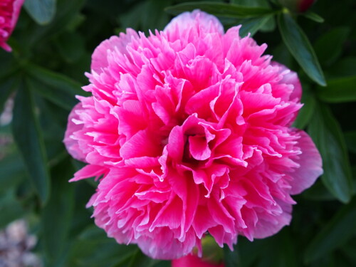 P.-officinalis-Rosea-Plena389cd59fe4179a35a.jpg
