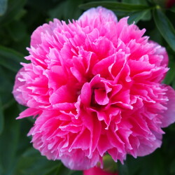 P.-officinalis-Rosea-Plena389cd59fe4179a35a