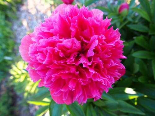 P.-officinalis-Rosea-Plena92758f1fd54d1e3f.jpg
