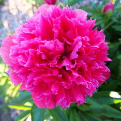 P.-officinalis-Rosea-Plena92758f1fd54d1e3f