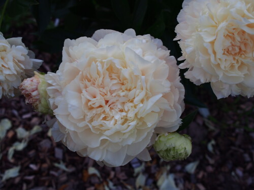 Summer-Glow-4bb1b982c8733d474.jpg