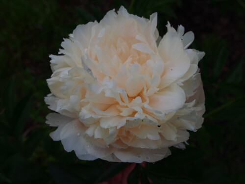 Summer-Glow-5-282c8398d50bbc375.jpg