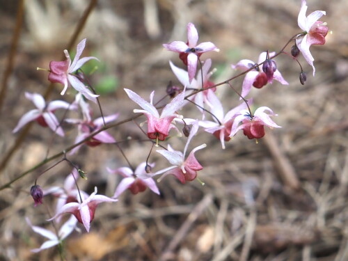 Pink-Elfd4eb146817fa2bda.jpg
