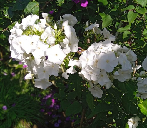 white-3-aug52a4a1d78a4f5ed6.jpg