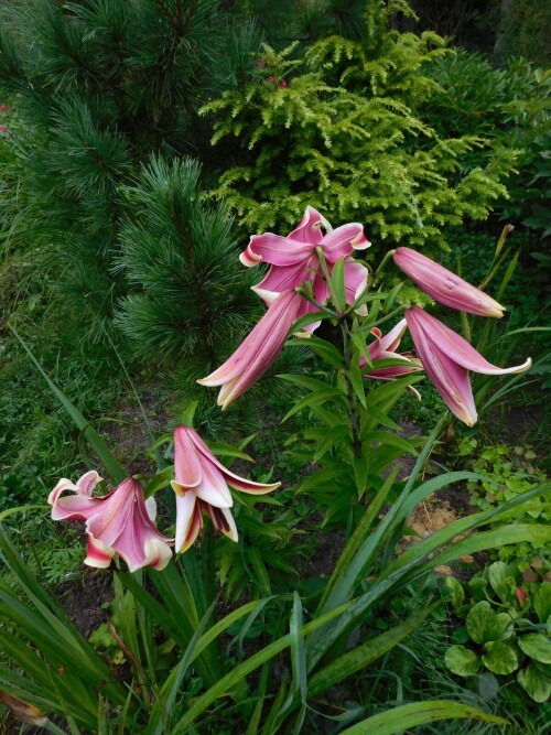 DSCN15011997c0c4c7a66a39.jpg