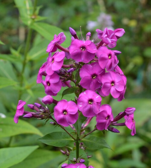 phlox-seedling-159c783baad18ad2a.jpg