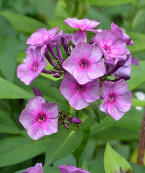 phlox-seedling-3897379ab25a4933c.jpg