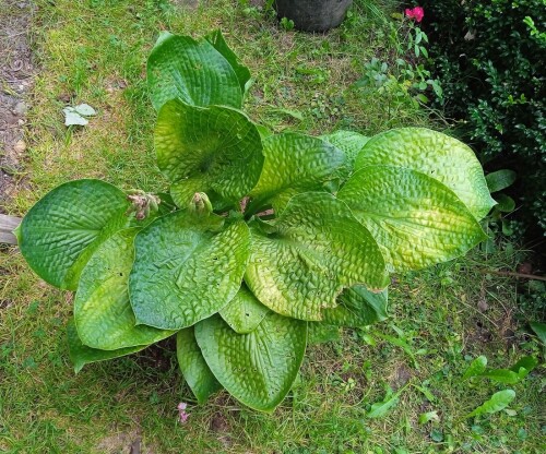 hosta-seedling-14-aug912fbae0b4a5f9d1.jpg