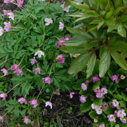 DSCN222182c2513975cd3648