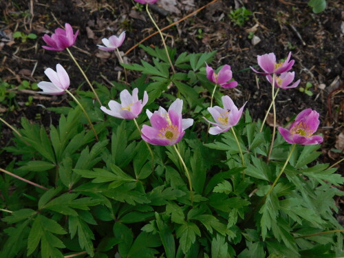 DSCN22227069d5bdf3452b0c.jpg