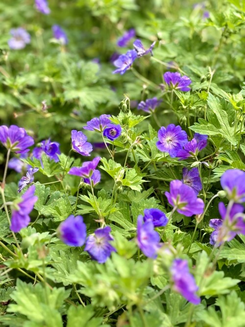 Geranium Rozanne
