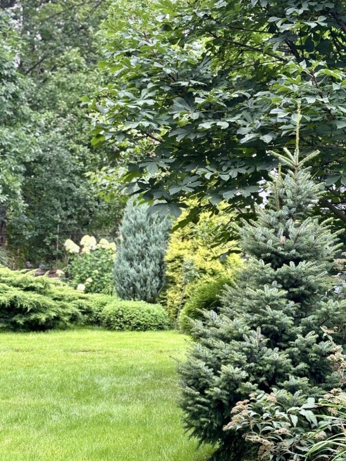 Picea omorika Nana