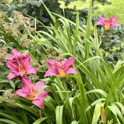 IMG_02203457e0526426f565