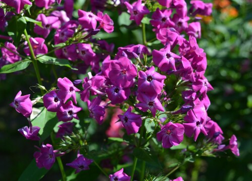 phlox-seedling_1fb1bf8872c302e06.jpg