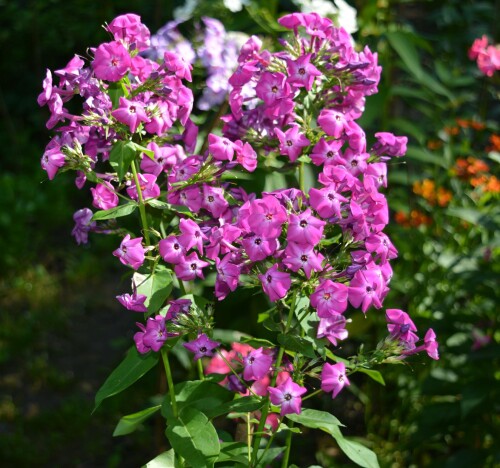 phlox-seedling_254f1b4a2839fca80.jpg