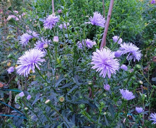 aster-4-SEP-2f9fa274e72f67eb7.jpg
