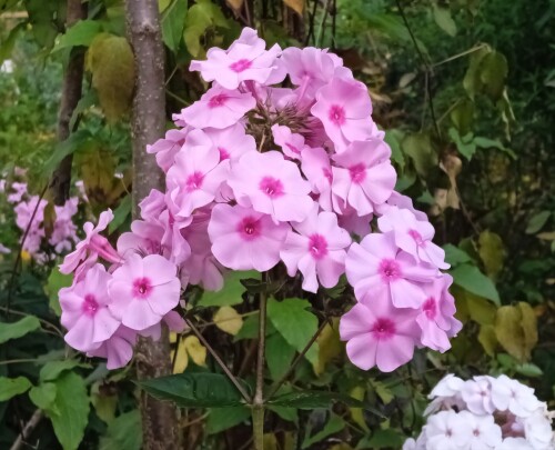 Phlox 7 SEP 1
