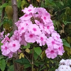phlox-7-SEP-143bd4e585376b62d