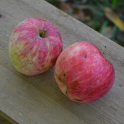 apple-bellfleur-11sep0beb5d1fcb90d099