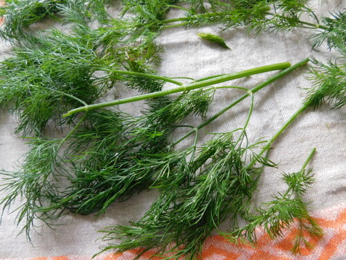 DSCN215985066764dbfc9963.jpg