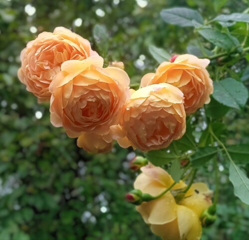 Golden 2 20 sep