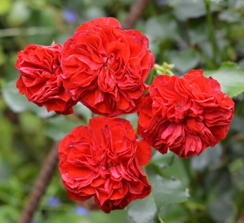 scarlet-seedling-D88909b47393ccc29.jpg