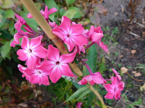 DSCN234982cdff3289cfbebb.jpg