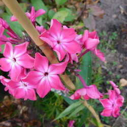 DSCN234982cdff3289cfbebb