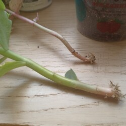 IMG_20250530_112324ac76601ea94cb170