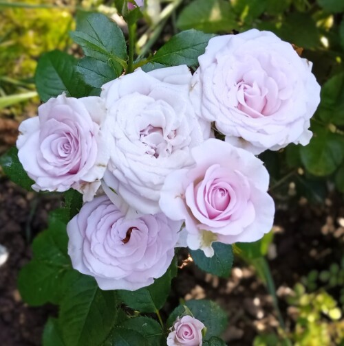 silver rose