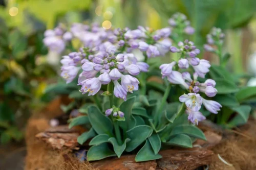 miniatures-and-very-small-hostas-for-gardens-and-containers-800x5337a32f15899b7e8bb.webp
