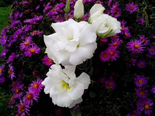 EUSTOMA49754a3334f1db36.jpg