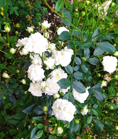 white-seedling-Jul-2025def90f03a29a476c.jpg
