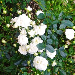 white-seedling-Jul-2025def90f03a29a476c