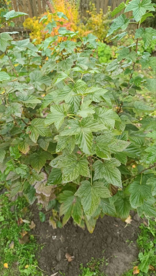 SMORODINA-15-OKTYBRY-25G91ed7cec4e501676.jpg