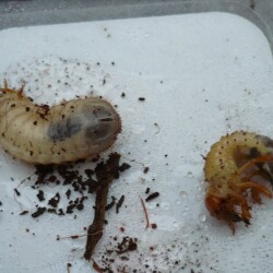 KOPIY-P1190652e6c2b9fc3281adf9