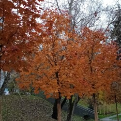 Yellow-29-oct2b39bfe85f86e1aa