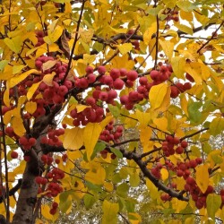 decor-apple-29-octcf8bebde96d4d3ea