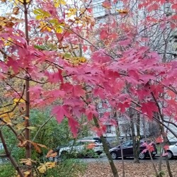 red-29-oct3f6cf274fd2eac1e