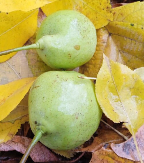 pyrus-31-octc0232e139d2c3baa.jpg