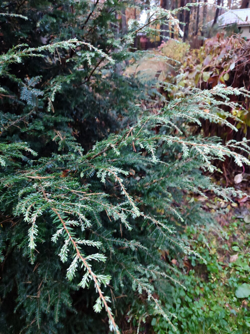 Tsuga_canadensis_Gentsch_White_25_024eaf63adc255a7d9.jpg
