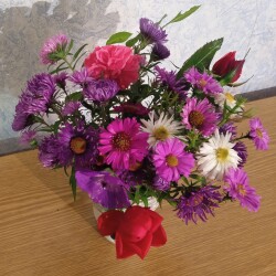 aster-4-nov4ecdc0544757d729