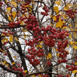 decor-apple-213b62239f729bf90