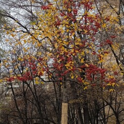 decor-apple-6-nov5971c49202532917